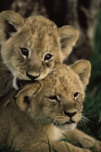 Baby Lions